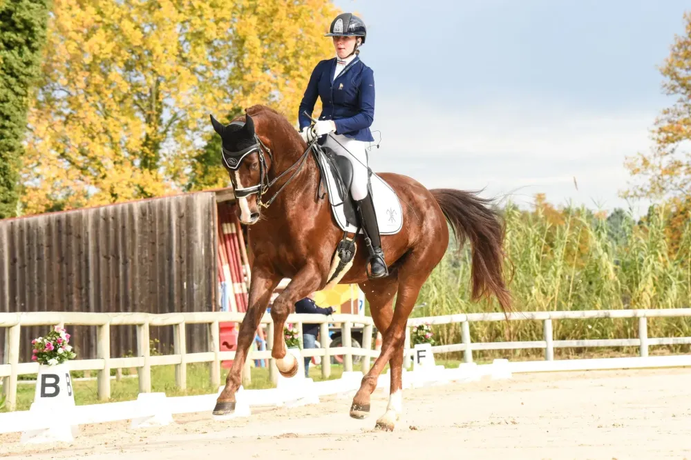dressage-alezan