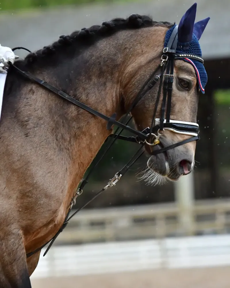 poney