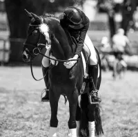 bien être cheval meditation formation equitation (13)